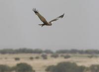 Marsh Harrier (Circus aeruginosus)