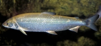 COMMON WHITEFISH Coregonus lavaretus