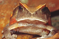 : Bufo superciliaris