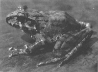 : Craugastor brocchi