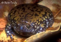: Dermatonotus muelleri