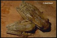 : Hypsiboas bischoffi