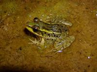 : Rana berlandieri; Rio Grande Leopard Frog