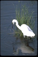 : Egretta garzetta garzetta; Little Egret