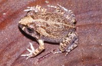 : Sphaerotheca breviceps; Burrowing Frog