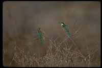 : Merops revoilii; Somali Bee-eater