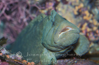 : Cebidichthys violaceus; Monkey-faced Prickleback;