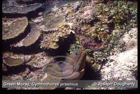 : Gymnothorax prasinus; Green Moray;