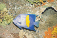 : Pomacanthus maculosus; Map Angelfish