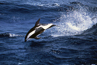 : Lagenorhychus cruciger; Hourglass Dolphin