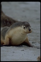 : Neophoca cinerea; Australian Sea Lion