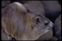 : Procavia capensis; Cape Hyrax