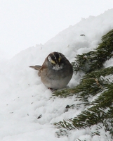 : Zonotrichia albicollis; White-throated Sparrow