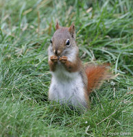 : Tamiasciurus hudsonicus; Red Squirrel