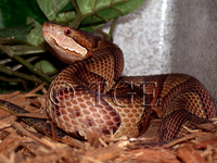 ...gkistrodon piscivorus conanti; Southern Copperhead X Florida Cottonmouth (hybrid)