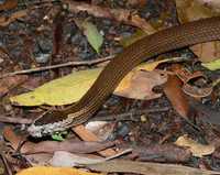 : Cacophis squamulosus; Golden-crowned Snake