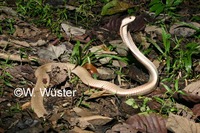 : Naja philippinensis; Northern Philippine Cobra