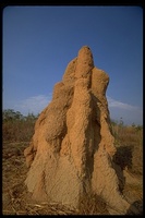 : Nasutitermes triodiae; Cathedral Termite