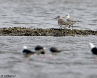 Nordmann's Greenshank