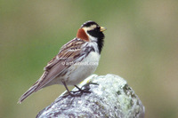 Chestnut-collared Longspur  Calcarius ornatus