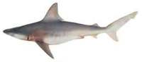 Sandbar Shark - Carcharhinus plumbeus