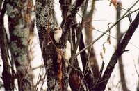 Горностай - Mustela erminea Linneanus, 1758 - Ermine Stoat.