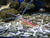 Lysmata amboinensis - Cleaner Shrimp