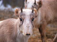 Saiga