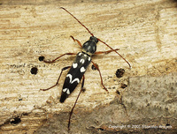 Isotomus speciosus