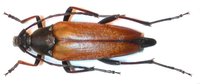 Pedostrangalia pubescens var. auriflua