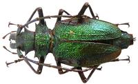 Psalidognathus friendi