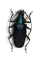 Scatopyrodes angustus