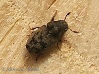 Hylesinus fraxini