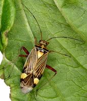 Rhabdomiris striatellus