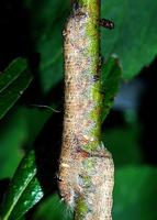 Gastropacha populifolia