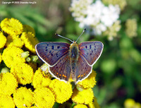 Lycaena tityrus - Sooty Copper