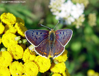 Lycaena tityrus - Sooty Copper