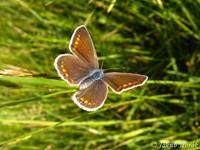 Polyommatus icarus - Common Blue