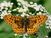 Boloria euphrosyne - Pearl-bordered Fritillary