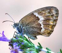 Pyronia tithonus - Gatekeeper