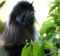 Gray-cheeked mangabey (Lophocebus albigena johnstoni)