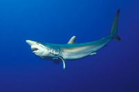 Carcharhinus falciformis, Silky shark: fisheries