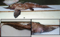 Harriotta raleighana, Narrownose chimaera: