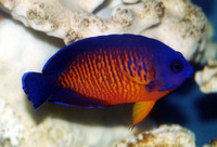 Centropyge bispinosa, Twospined angelfish: fisheries, aquarium