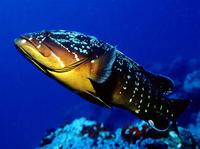 Epinephelus marginatus, Dusky grouper: fisheries, gamefish