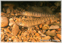 Percina carbonaria, Texas logperch: