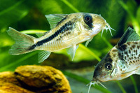 Corydoras axelrodi, Pink corydoras: aquarium