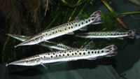 Boulengerella maculata, Spotted pike-characin: aquarium