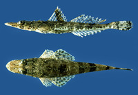 Ratabulus megacephalus, : fisheries