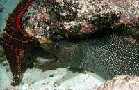 Gymnothorax dovii, Speckled moray: